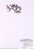 藏品( 窄葉蜈蚣藻)的圖片